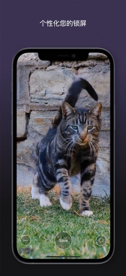 安卓猫动态壁纸appapp