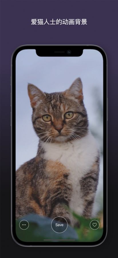 安卓猫动态壁纸app软件下载