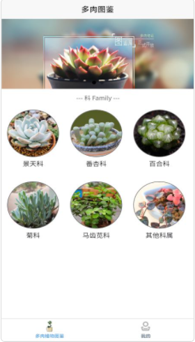 多肉植物陪护记