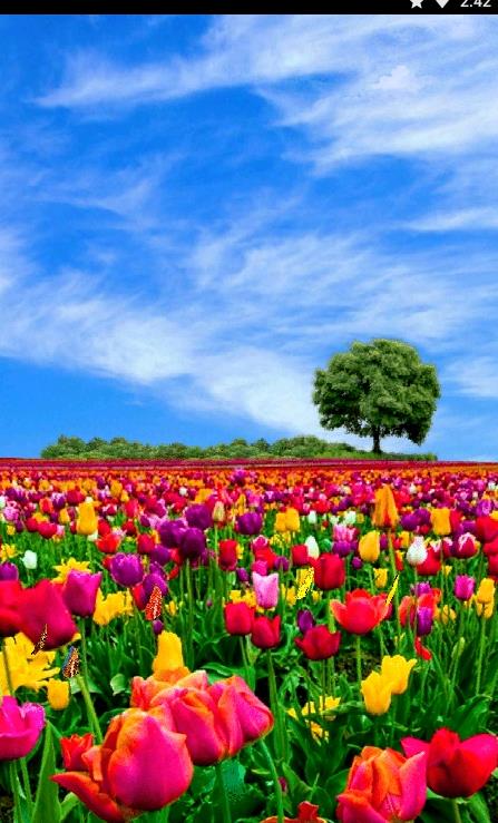 安卓花田动态壁纸appapp