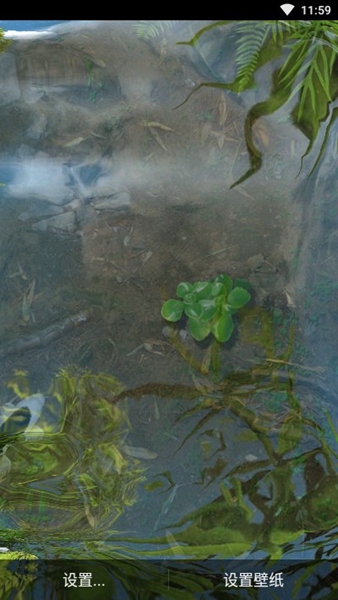 鱼池动态壁纸