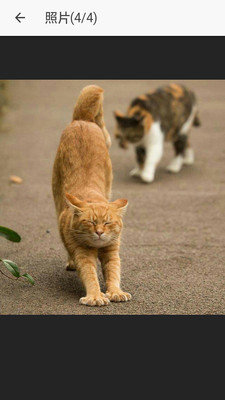 安卓小励日记app